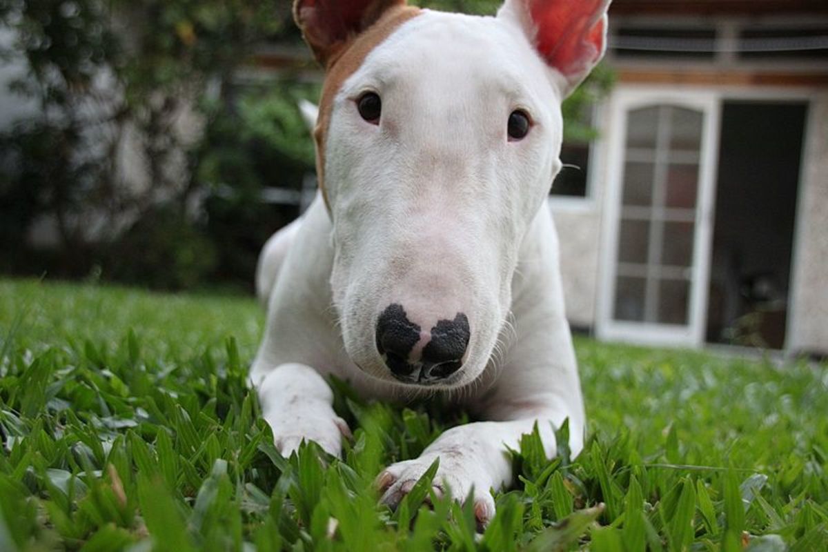 How to Buy a Bull Terrier and Not Get Scammed PetHelpful
