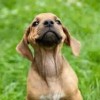 fjdkihkseurhfiue profile image