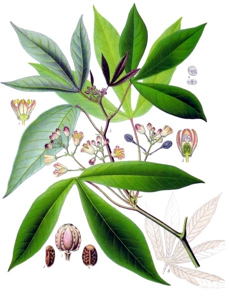 Cassava, Manihot esculenta Crantz