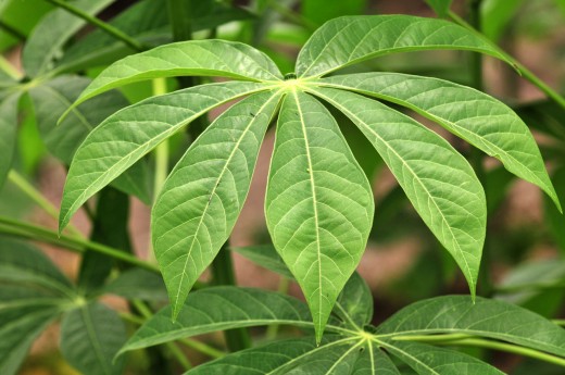 Cassava leaf.