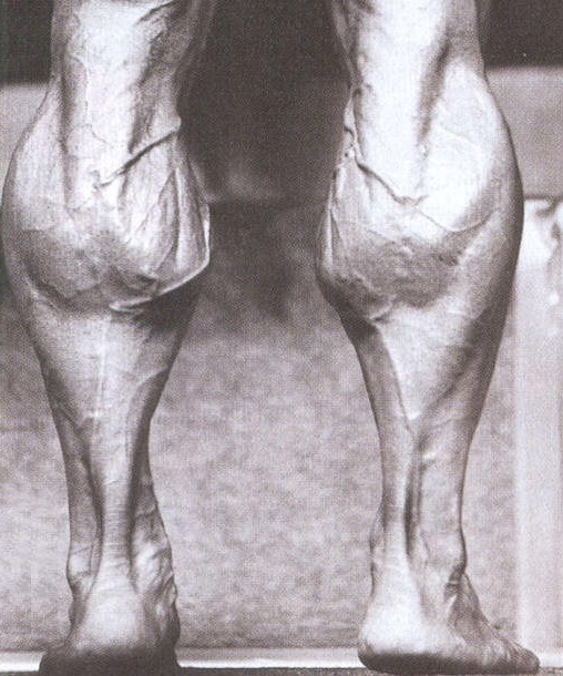 muscular calves displaying the two different calve muscles