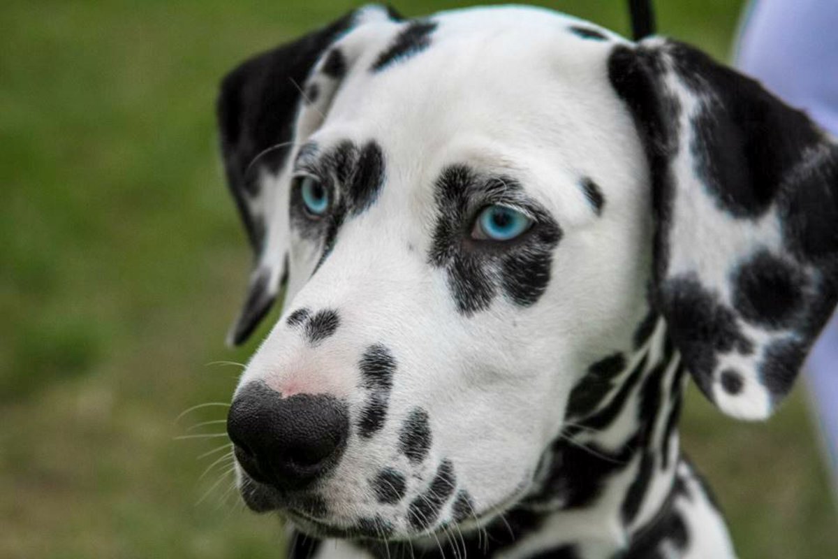 70 Unique Names For Dogs With Spots Pethelpful