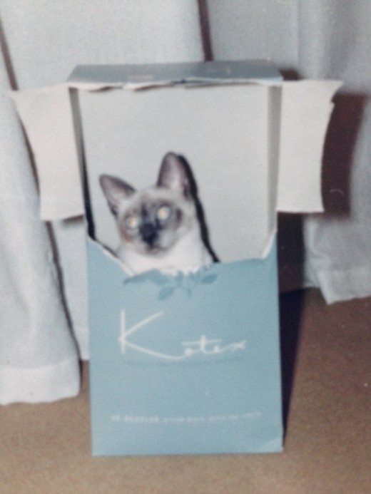 There's something about kittens and boxes....