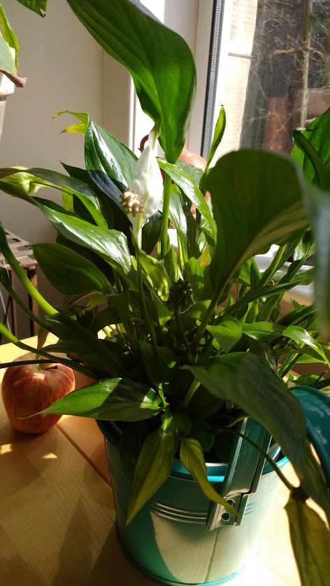 My Peace Lily