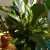 My Peace Lily