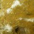 Another rock with lichens happily living on it. Another rock with lichens happily living on it.