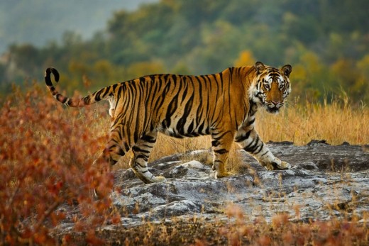 India's national animal the Tiger