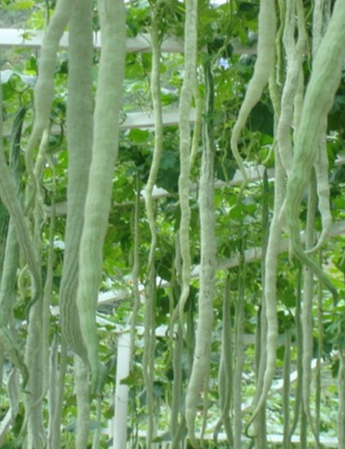 Snake gourds vine