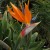We saw many bird of paradise plants like this in the landscaping. We saw many bird of paradise plants like this in the landscaping.