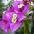 We also saw a lot of bougainvillea plants. We also saw a lot of bougainvillea plants.