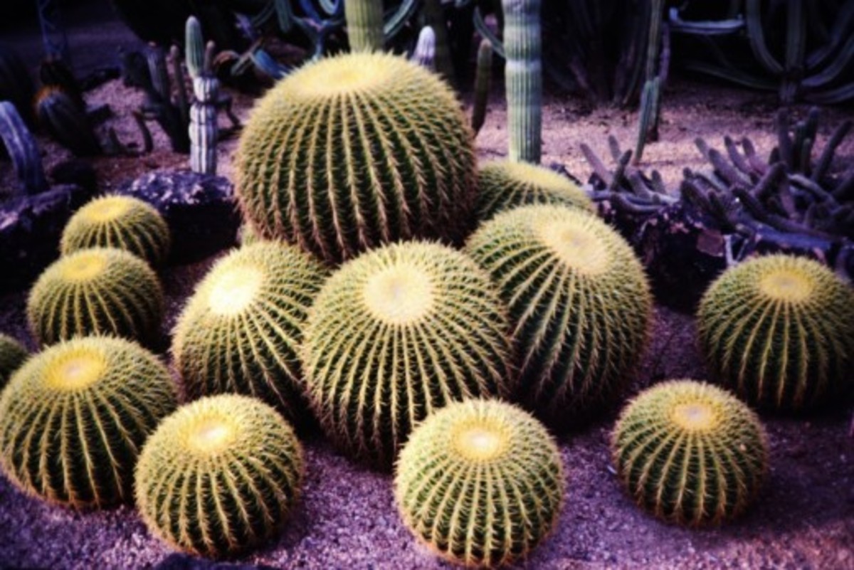Desert Botanical Garden in Phoenix