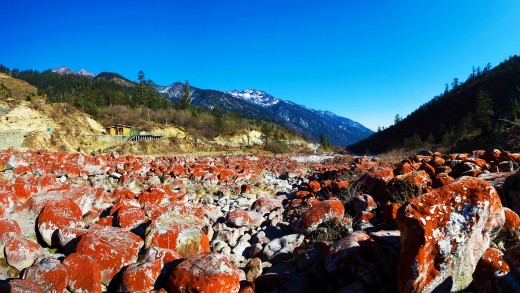 Red algae