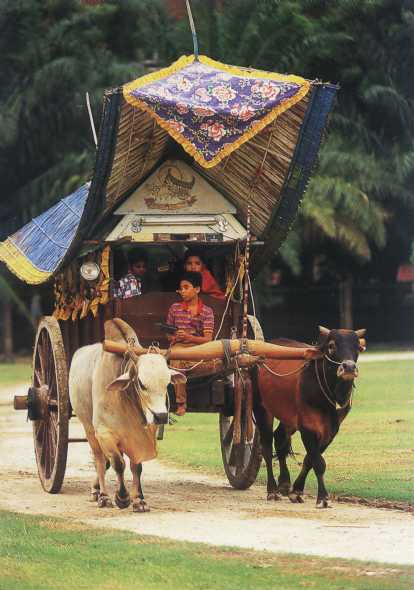 A traditional bullock pulled cart.