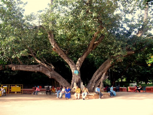 The Tree in different strokes
