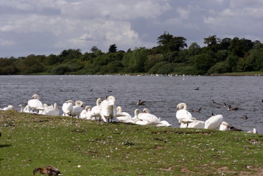 Hornsea Mere, a short way inland  with wildfowl. Migrants pass through annually, 'residents' such as the swans live here protected