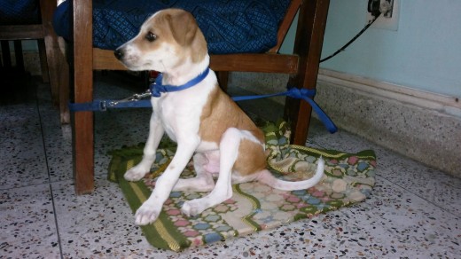 The pariah dog, a native dog breed of India, is affectionately known for its great manner, health, and hardiness