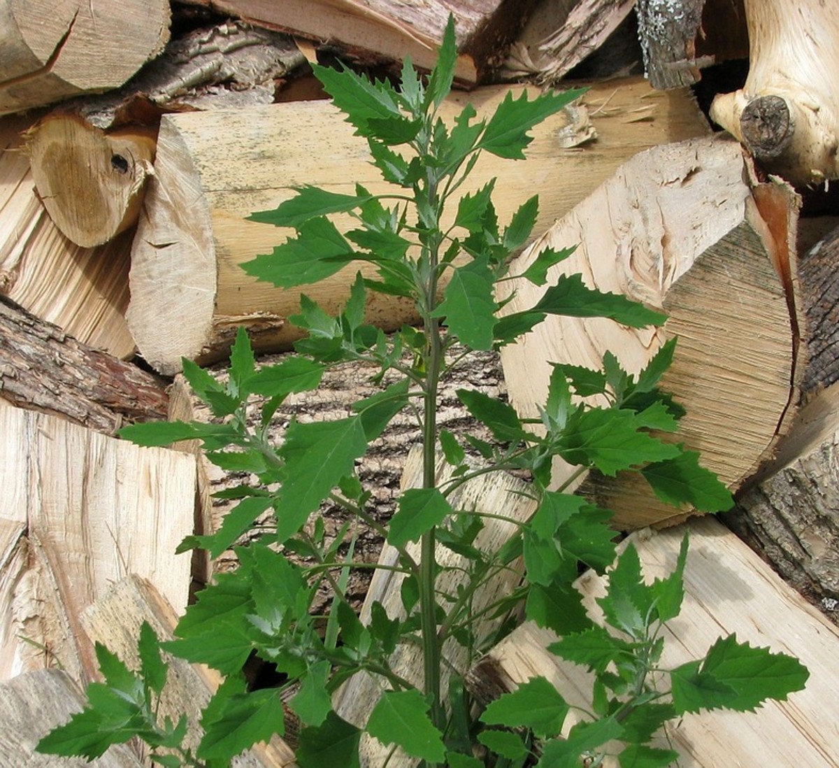 Can You Eat Lambs Quarters?