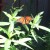 A photo of a monarch on my milkweed plants in the garden. The monarch butterfly hosts its eggs and larvae on milkweed. A photo of a monarch on my milkweed plants in the garden. The monarch butterfly hosts its eggs and larvae on milkweed.