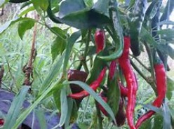 The Hottest Tips for Growing Hot Peppers at Home