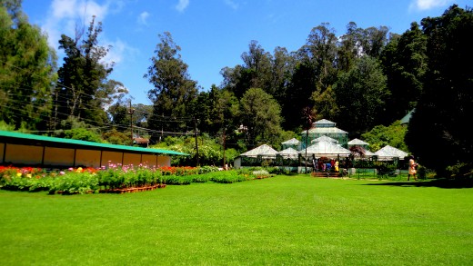 Government Botanical Garden, Ooty, Tamil Nadu, India