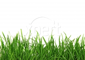 Rainwater captured in a cistern is a wonderful way to save money over watering with tap water.