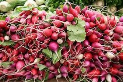 Plant Radishes Now to Add Color to Your Green Salad Year Round