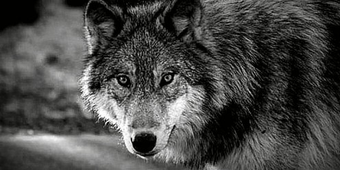 The Wolf and Its Use in Mythology | HubPages