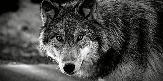 A Gray Wolf. (Canus Lupus).