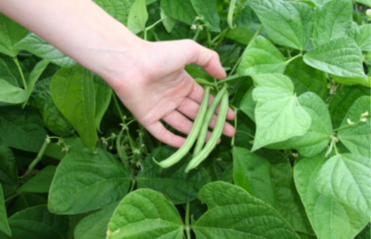 Extend Green Bean Harvest Upward With Pole Beans