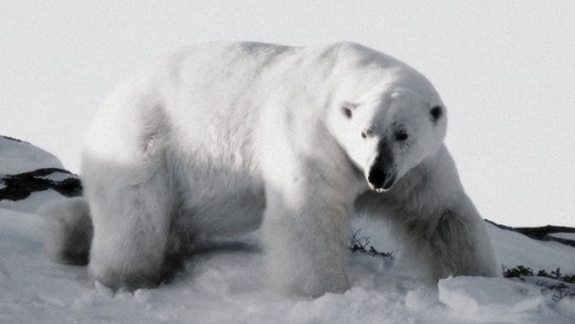 Polar Bear (Ursus Maritimus).