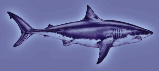 Illustration of the Great White Shark ( Carcharodon Carcharias. )