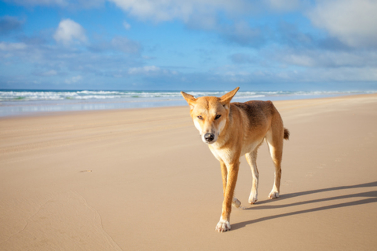 Canis Lupus Dingo on the Precipice of Extinction