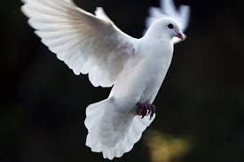 Dove