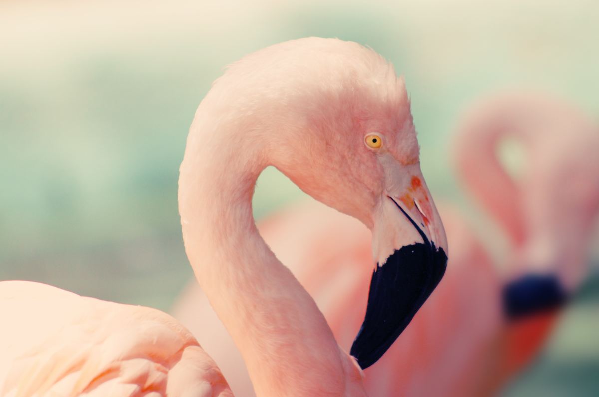 Dont Touch My Tail Flamingo