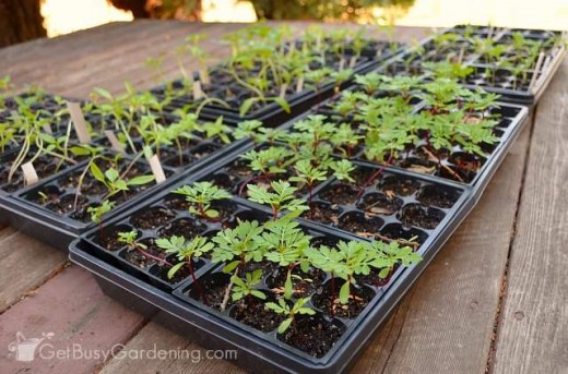 Adapt seedlings to the outdoors.