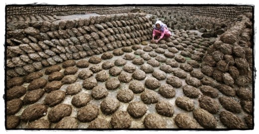~piles of dung cakes are traditionally used as fuel in India for making food~