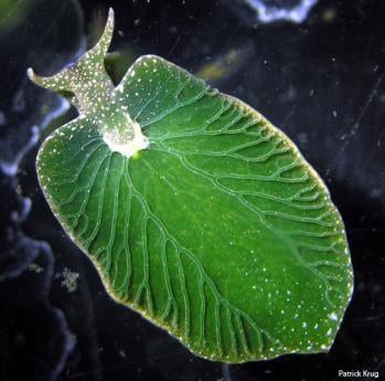 Elysia chlorotica, a slug found in the coastal waters of eastern North America is capable of using photosynthesis to produce nutrients.