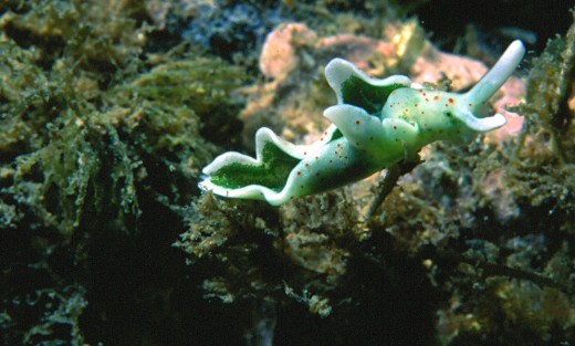 Elysia timida, a cousin of Elysia chlorotica, swims in the warm waters of Mediterranean sea. Other species of the Elysia genus are also capable of photosynthesis.