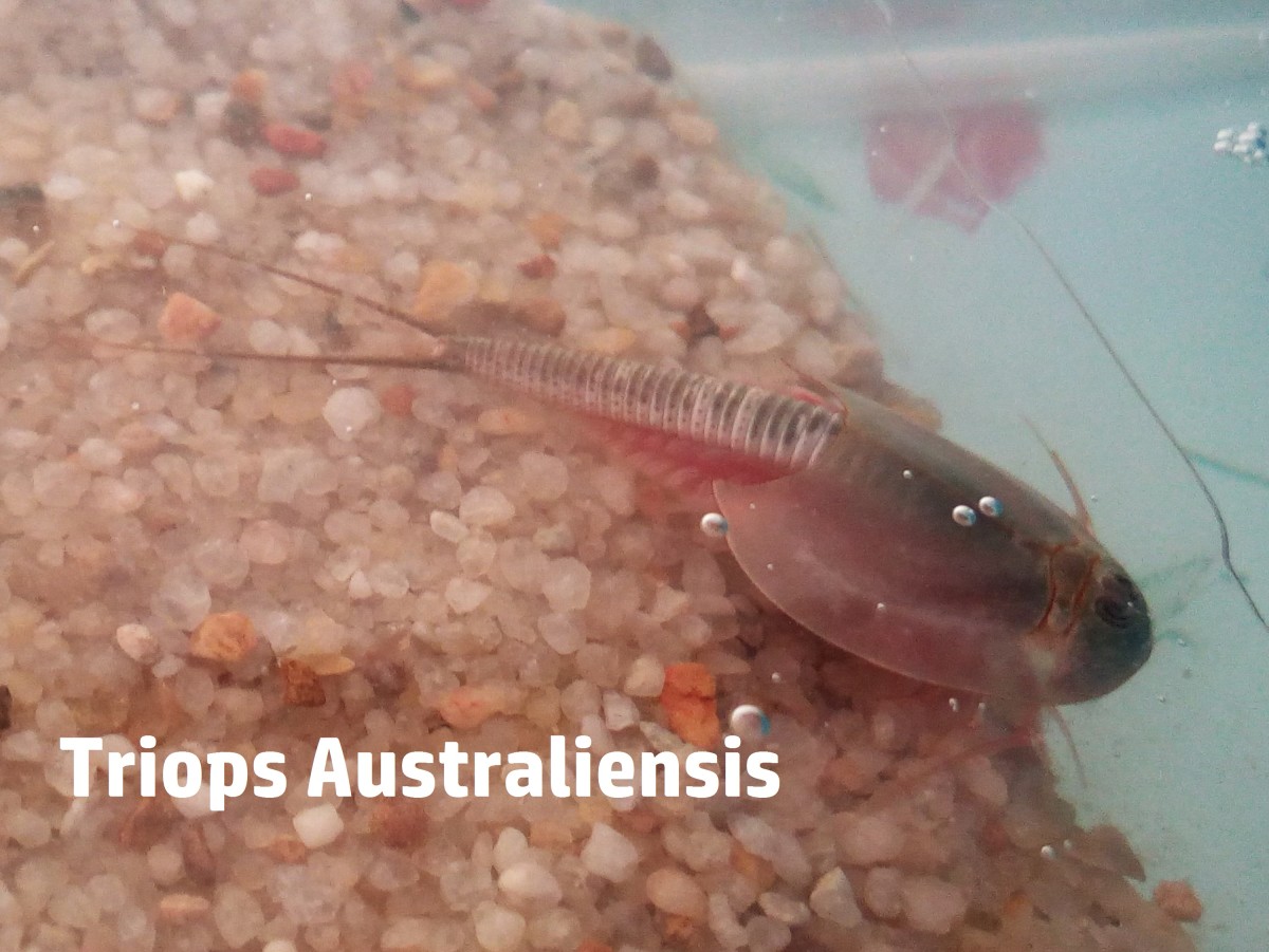 Triops Growth Chart