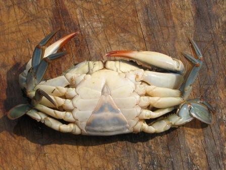peeler crab - underside