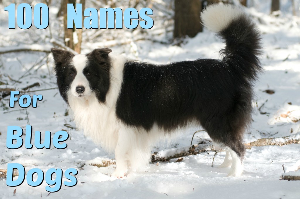 100 Unique Names for Blue and Gray Dogs PetHelpful