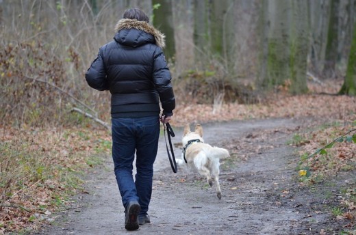 Basic Dog Training Commands
