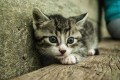 Why Do Cats Purr and Meow?