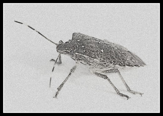 Insects as s source of food, is not a new idea.