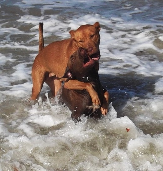 How to Help a Submissive Dog Build Confidence PetHelpful