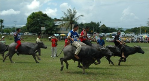 The Great Buffalo Race at Chon Buri.
