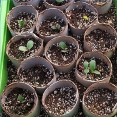 Starting Seeds in the Organic Home Garden