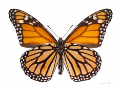 Annual Migration of the Monarch Butterfly