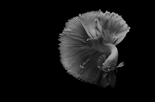 A Siamese Fighting Fish