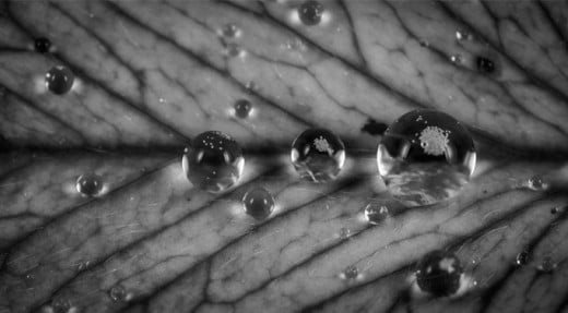Water Droplets on a Leaf